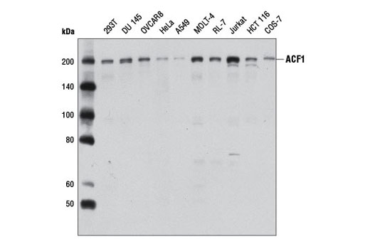 Western blot analysis of extracts from various cell lines using ACF1 Antibody.
