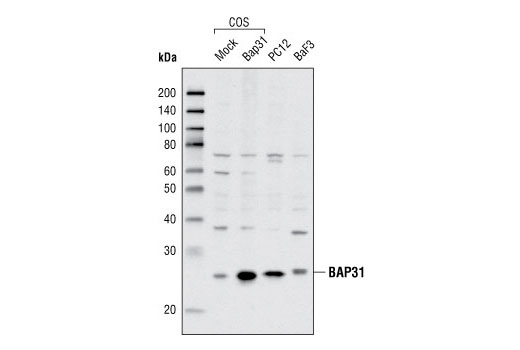 Western blot analysis of extracts from COS cells, mock transfected or transfected with human BAP31, and from various cell types using BAP31 Antibody.