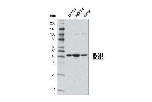 Western blot analysis of extracts from U-2 OS, MOLT-4 and Jurkat cells using BCAT1 Antibody.
