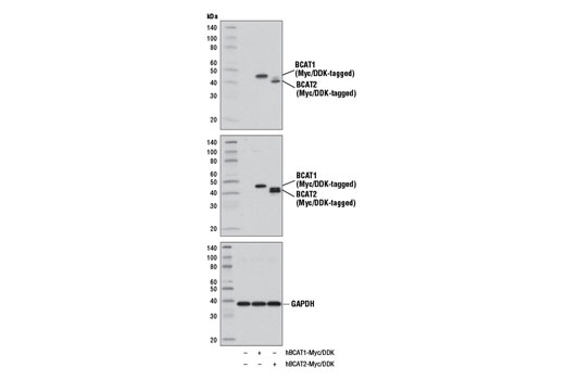 Western blot analysis of extracts from 293 cells, mock transfected (-) or transfected with a construct expressing either Myc/DDK-tagged full-length human BCAT1 (hBCAT1-Myc/DDK; +) or Myc/DDK-tagged full-length human BCAT2 (hBCAT2-Myc/DDK; +), using BCAT1 Antibody (upper), DYKDDDDK Tag (9A3) Mouse mAb #8146 (middle), or GAPDH (D16H11) XP ® Rabbit mAb #5174 (lower).
