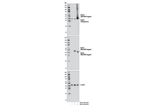 Western blot analysis of extracts from 293 cells, mock transfected (-) or transfected with a construct expressing either Myc/DDK-tagged full-length human BCAT1 (hBCAT1-Myc/DDK; +) or Myc/DDK-tagged full-length human BCAT2 (hBCAT2-Myc/DDK; +), using BCAT2 Antibody (upper), DYKDDDDK Tag (9A3) Mouse mAb #8146 (middle), or β-Actin (D6A8) Rabbit mAb #8457 (lower).