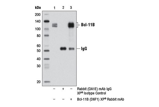 Immunoprecipitation of Bcl-11B from MOLT-4 cell extracts, using Rabbit (DA1E) mAb IgG XP ® Isotype Control #3900 (lane 2) or Bcl-11B (D6F1) XP ® Rabbit mAb (lane 3). Lane 1 is 10% input. Western blot analysis was performed using Bcl-11B (D6F1) XP ® Rabbit mAb.