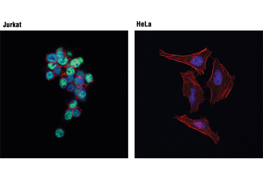 Confocal immunofluorescent analysis of Jurkat (positive; left) and HeLa (negative; right) cells using Bcl-11B (D6F1) XP ® Rabbit mAb (green). Actin filaments were labeled with DY-554 phalloidin (red). Blue pseudocolor = DRAQ5 ® #4084 (fluorescent DNA dye).