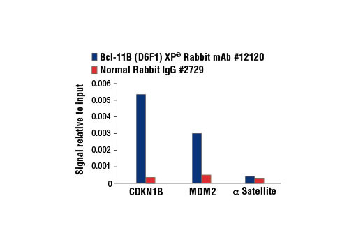 Chromatin immunoprecipitations were performed with cross-linked chromatin from 4 x 10 6 Jurkat cells and either 10 μl of Bcl-11B (D6F1) XP ® Rabbit mAb or 2 μl of Normal Rabbit IgG #2729 using SimpleChIP ® Enzymatic Chromatin IP Kit (Magnetic Beads) #9003. The enriched DNA was quantified by real-time PCR using SimpleChIP ® Human CDKN1B Promoter Primers #11951, human MDM2 promoter primers, and SimpleChIP ® Human α Satellite Repeat Primers #4486. The amount of immunoprecipitated DNA in each sample is represented as signal relative to the total amount of input chromatin, which is equivalent to one.