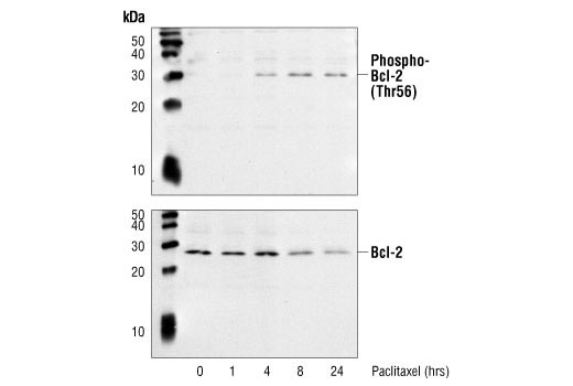 Western blot analysis of Jurkat cells, untreated or treated with pacilitaxel for the indicated times, using Phospho-Bcl-2 (Thr56) Antibody (Human Specific) (top) or Bcl-2 Antibody (Human Specific) #2872 (bottom).