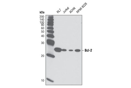 Western blot analysis of extracts from various cell lines using Bcl-2 (D55G8) Rabbit mAb (Human Specific).