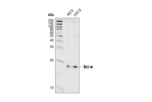 Western blot analysis of extracts from A673 and C2C12 cell lines, using Bcl-w (31H4) Rabbit mAb.