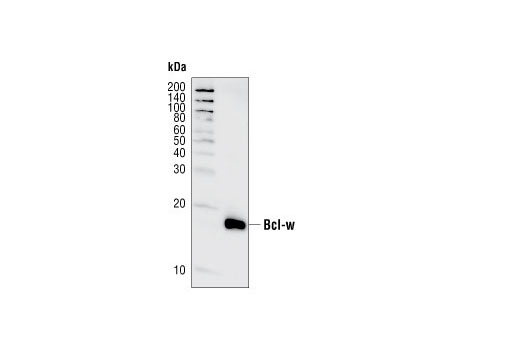 Western blot analysis of recombinant Bcl-w (amino acids 1-172) using Bcl-w (31H4) Rabbit mAb.