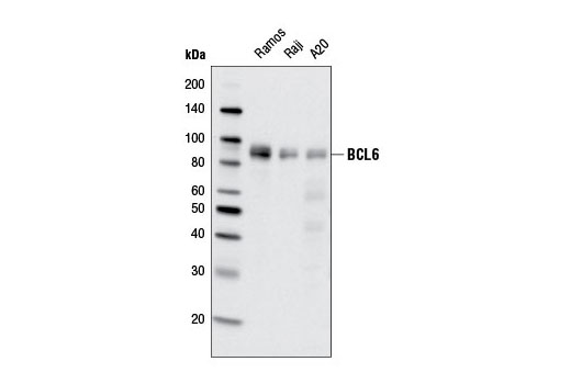 Western blot analysis of extracts from various cell lines using BCL6 (D65C10) Rabbit mAb.