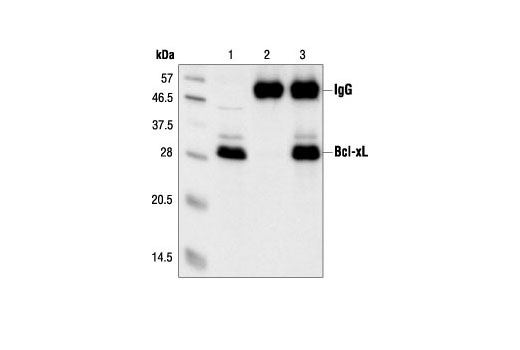 Immunoprecipitation of Bcl-xL from Jurkat cell extracts, using Bcl-xL Antibody. Lane 1 is the lysate control; lane 2 is antibody alone and lane 3 is antibody plus lysate.