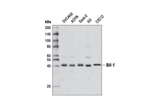 Western blot analysis of extracts from various cell lines using Bif-1 Antibody.