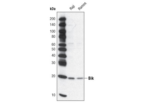 Western blot analysis of extracts from Raji and Ramos cell lines using Bik Antibody.