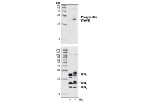 Western blot analysis of extracts from Raji cells, untreated or TPA-treated for 30 min, using Phospho-Bim (Ser69) Antibody (upper), or Bim Antibody #2819 (lower).