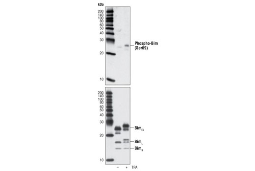 Western blot analysis of extracts from Raji cells, untreated or TPA-treated for 30 min, using Phospho-Bim (Ser69) (D7E11) Rabbit mAb (upper) or total Bim (C34C5) Rabbit mAb #2933 (lower).