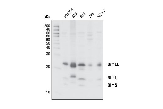 Western blot analysis of extracts from MOLT-4, A20, Raji, 293 and MCF-7 cell lines using Bim Antibody.