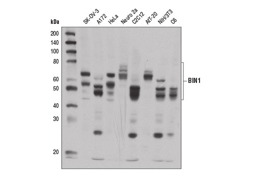 Western blot analysis of extracts from various cell lines using BIN1 Antibody.