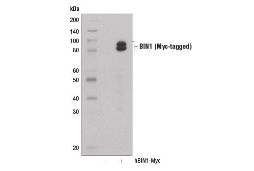 Western blot analysis of extracts from 293T cells, mock transfected (-) or transfected with a construct expressing Myc-tagged full-length human BIN1 protein (hBIN1-Myc; +), using BIN1 Antibody.