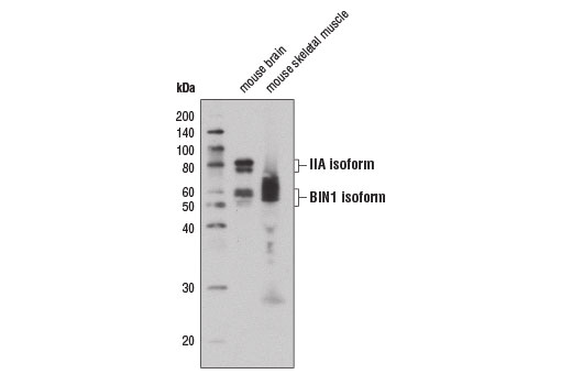 Western blot analysis of extracts from mouse brain and skeletal muscle. Note tissue specific expression of BIN1 isoforms, with the higher molecular weight IIA isoform observed in the mouse brain lysate and the lower molecular weight BIN1 isoform predominant in the skeletal muscle lysate.