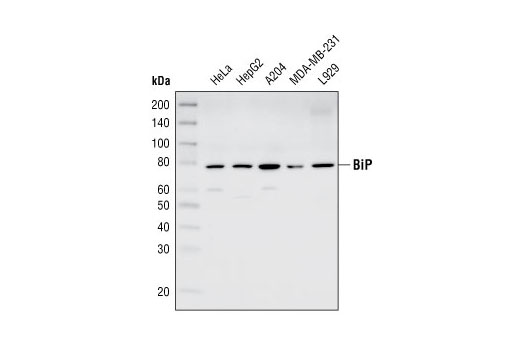 Western blot analysis of extracts from several cell lines using BiP Antibody.