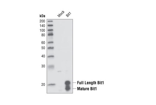 Western blot analysis of extracts from HeLa cells mock transfected or transfected with bovine Bit1, using Bit1 Antibody.