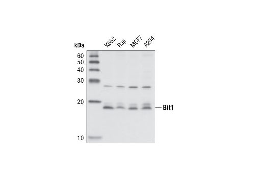 Western blot analysis of extracts from K562, Raji, MCF7 and A204 cell lines, using Bit1 Antibody.