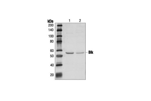 Western blot analysis of Namalwa (lane 1) and HuT 78 (lane 2) cells grown in media with 10% FBS, using Blk Antibody.