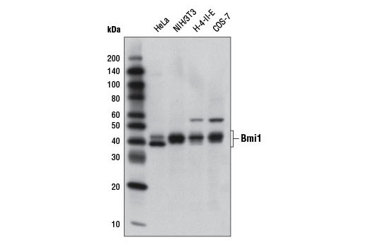 Western blot analysis of extracts from various cell lines using Bmi1 (DC9) Mouse mAb.