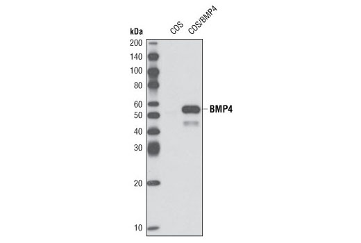 Western blot analysis of extracts from COS cells, either mock transfected or transfected with a human BMP4 construct, using BMP4 (6B7) Mouse mAb.