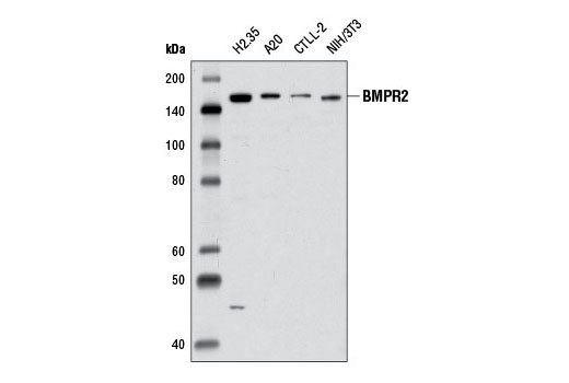 Western blot analysis of extracts from various cell lines using BMPR2 Antibody.