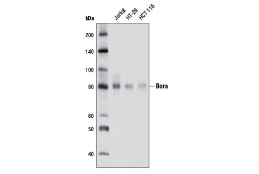 Western blot analysis of extracts from various cell lines using Bora (D2B9) Rabbit mAb.