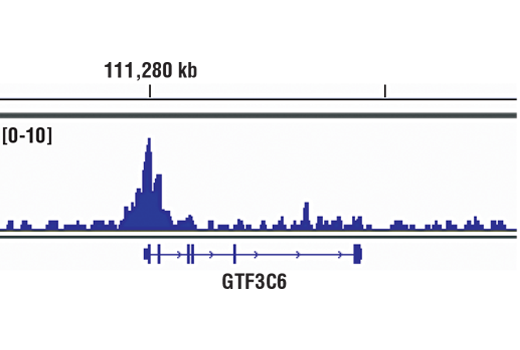 Chromatin immunoprecipitations were performed with cross-linked chromatin from 4 x 10 6 NCCIT cells and 10 μl of Brd2 (D89B4) Rabbit mAb, using SimpleChIP ® Plus Enzymatic Chromatin IP Kit (Magnetic Beads) #9005. DNA Libraries were prepared from 5 ng enriched ChIP DNA using NEBNext ® Ultra™ II DNA Library Prep Kit for Illumina ® , and sequenced on the Illumina NextSeq. The figure shows binding across GTF3C6, a known target gene of BRD2 (see additional figure containing ChIP-qPCR data). For additional ChIP-seq tracks, please download the product data sheet.