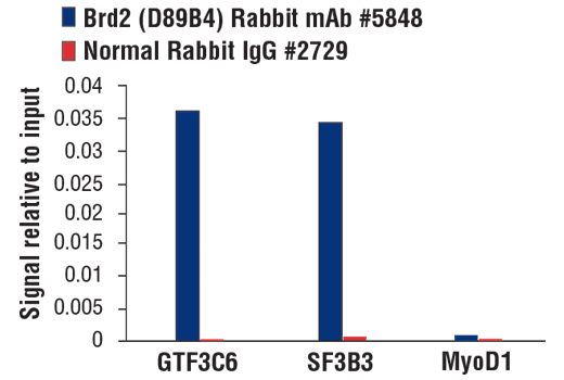 Chromatin immunoprecipitations were performed with cross-linked chromatin from 4 x 10 6 NCCIT cells and either 10 μl of Brd2 (D89B4) Rabbit mAb or 2 μl of Normal Rabbit IgG #2729 using SimpleChIP ® Plus Enzymatic Chromatin IP Kit (Magnetic Beads) #9005. The enriched DNA was quantified by real-time PCR using human GTF3C6 exon 1 primers, SimpleChIP ® Human SF3B3 Exon 1 Primers #62858, and SimpleChIP ® Human MyoD1 Exon 1 Primers #4490. The amount of immunoprecipitated DNA in each sample is represented as signal relative to the total amount of input chromatin, which is equivalent to one.
