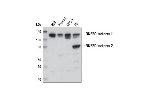 Western blot analysis of extracts from various cell lines using RNF20 (D6E10) XP ® Rabbit mAb.