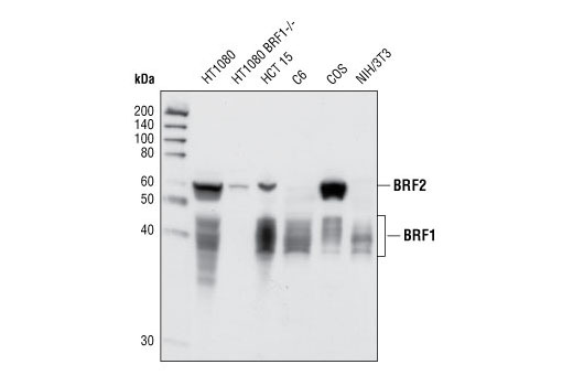 Western blot analysis of cell lysates from HT1080, HT1080 BRF1 -/- , HCT15, C6, COS and NIH/3T3 cells, using BRF1/2 Antibody.