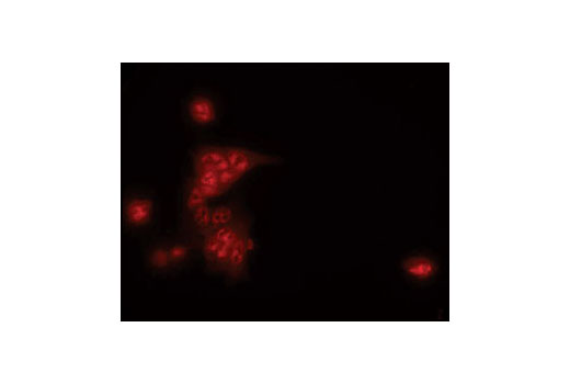 Immunofluorescent analysis of DLD-1 cells, using BRF1/2 Antibody.