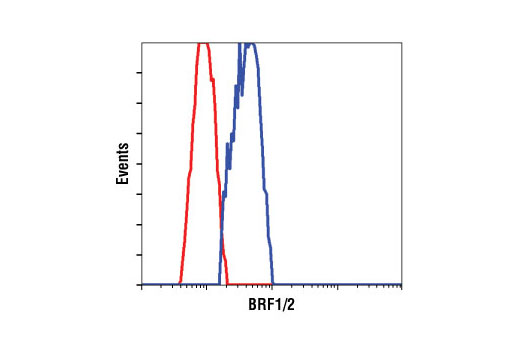 Flow cytometric analysis of A549 cells, using BRF1/2 Antibody (blue) compared to a nonspecific negative control antibody (red).