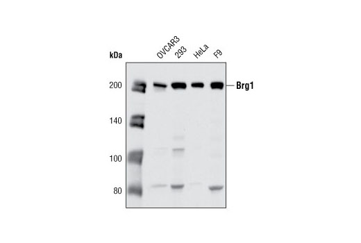 Western blot analysis of extracts of various cell lines using Brg1 (A52) Antibody.