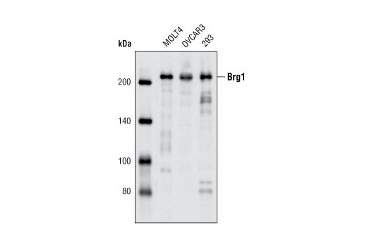 Western blot analysis of extracts of various cell lines using Brg1 (P680) Antibody.