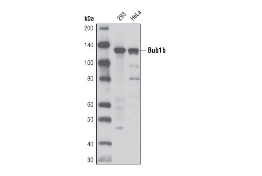 Western blot analysis of extracts from HEK293 and HeLa cells using Bub1b (D38E8) Rabbit mAb.