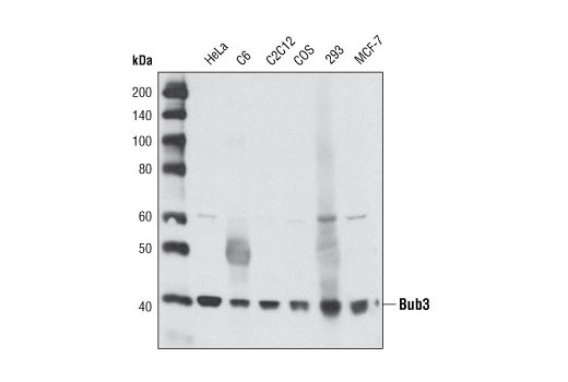Western blot analysis of extracts from various cell types using Bub3 Antibody.