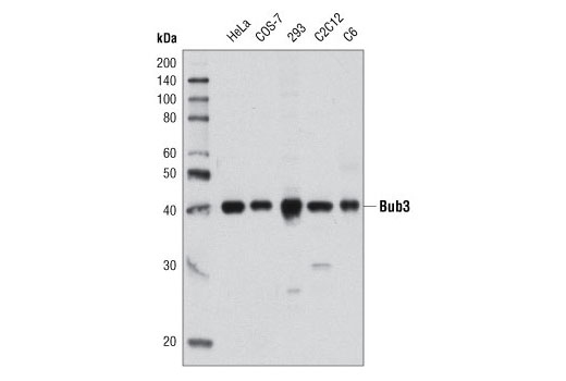 Western blot analysis of extracts from various cell lines using Bub3 (D8G6) Rabbit mAb.