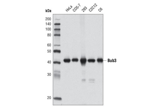 Western blot analysis of extracts from various cell lines using Bub3 (D4F9) Rabbit mAb.