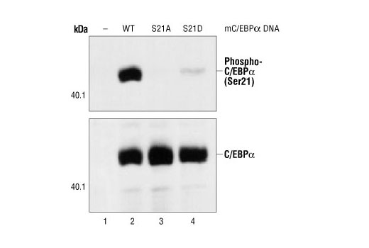 Western blot analysis of extracts of COS cells untransfected (lane 1), or transfected with wild-type mouse C/EBPalpha (lane 2), S21A (lane 3), and S21D (lane 4) mutants, using Phospho-C/EBPalpha (Ser21) Antibody (upper) or C/EBPalpha Antibody (lower). (Provided by Dr. Hanna Radomska, Beth Israel Deaconess Medical Center, Boston, MA).