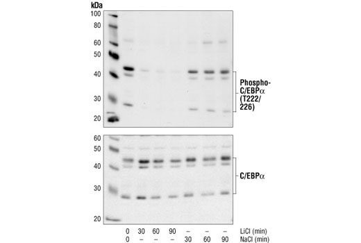 Western blot analysis of extracts from U937 cells treated with either LiCl or NaCl for the indicated times, using Phopho-C/EBPalpha (Thr222/226) Antibody (upper) and C/EBPalpha antibody (lower). C/EBPalpha phosphorylation at Thr222/226 is abolished by the specific GSK3 inhibitor LiCl, but not by NaCl, indicating that phosphorylation at these sites are depends on GSK3 kinase.