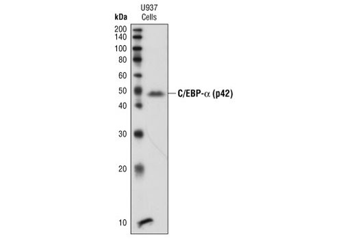 Western blot analysis of extracts from U937 cells, using C/EBPalpha (p42) Antibody.