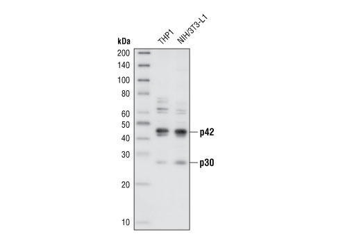 Western blot analysis of extracts from THP1 and NIH/3T3-L1 cells using C/EBPα Antibody.