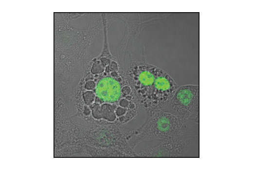 Confocal immunofluorescent image of 3T3-L1 cells labeled with C/EBPalpha Antibody (green) showing nuclear localization in differentiated cells.
