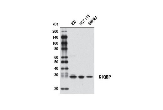 Western blot analysis of extracts from various cell lines using C1QBP Antibody.
