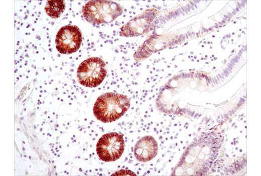 Immunohistochemical analysis of paraffin-embedded normal human colon using CA9 (D47G3) Rabbit mAb.