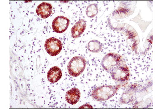 Immunohistochemical analysis of paraffin-embedded normal human colon using CA9 (D10C10) Rabbit mAb.